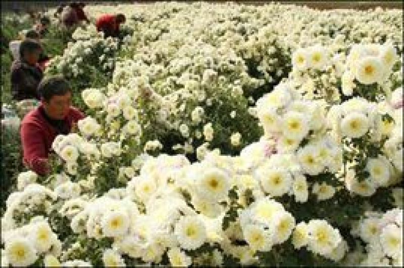 怀菊花散装