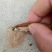 三叉白芨干货选货