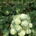 扁包菜2~3公斤精品，奥奇娜，奥奇丽，