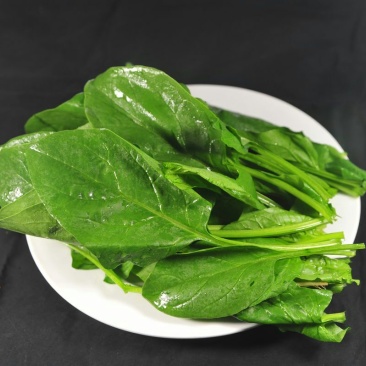 菠菜20~25厘米