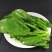 菠菜20~25厘米
