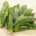 菠菜20~25厘米