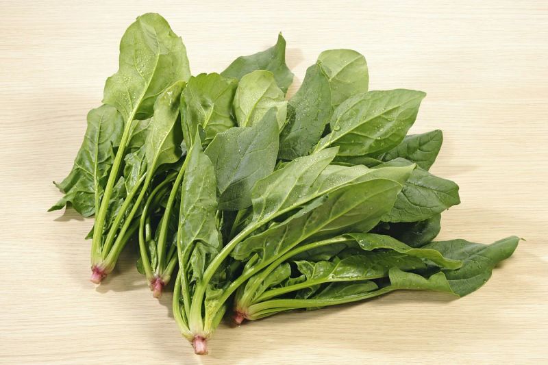 菠菜20~25厘米