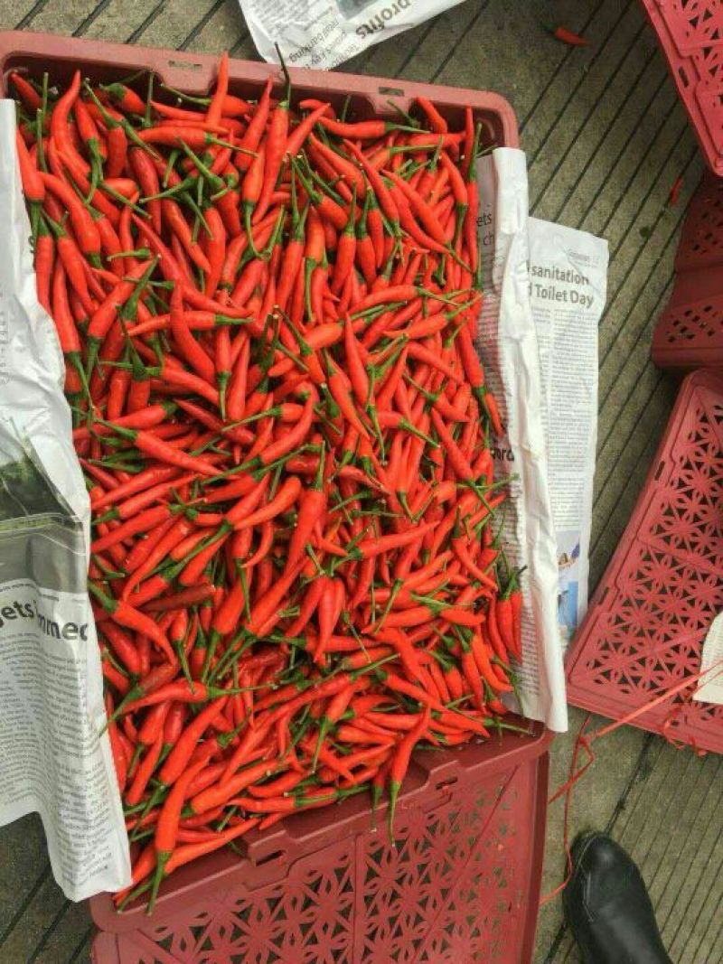 小米椒5~10厘米，广西崇左周边新苗椒长期大量供应。