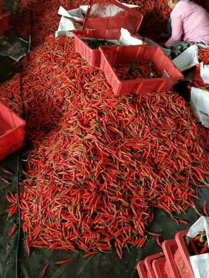小米椒5~10厘米，广西崇左周边新苗椒长期大量供应。
