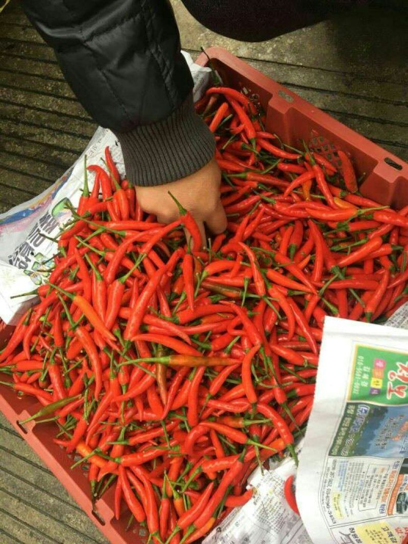 小米椒5~10厘米，广西崇左周边新苗椒长期大量供应。