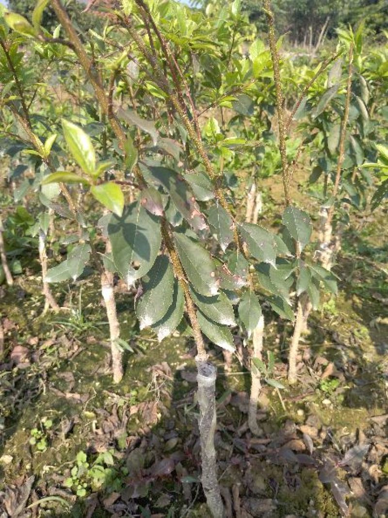 三华李树苗40~50cm