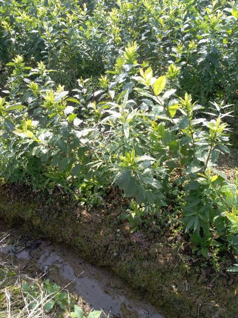 三华李树苗40~50cm
