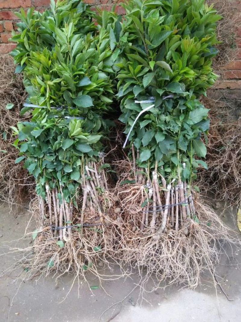三华李树苗40~50cm
