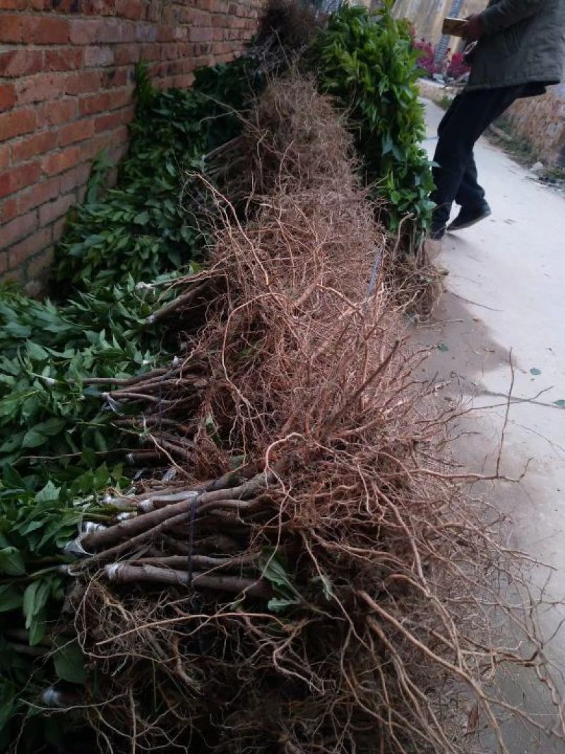 三华李树苗40~50cm