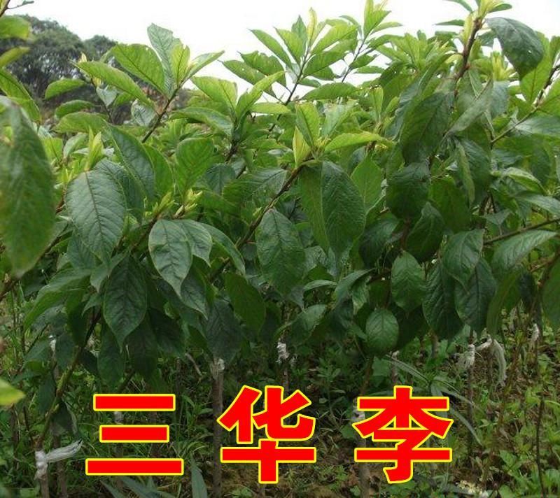 三华李树苗40~50cm