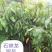 龙眼树苗30~50cm