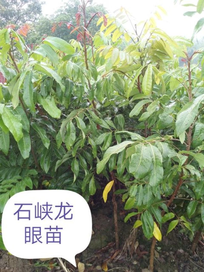 龙眼树苗30~50cm