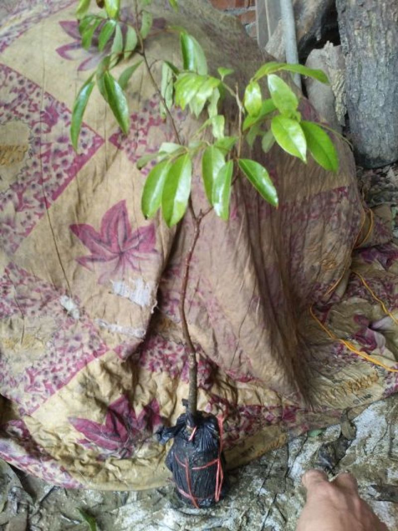 荔枝苗50~80cm