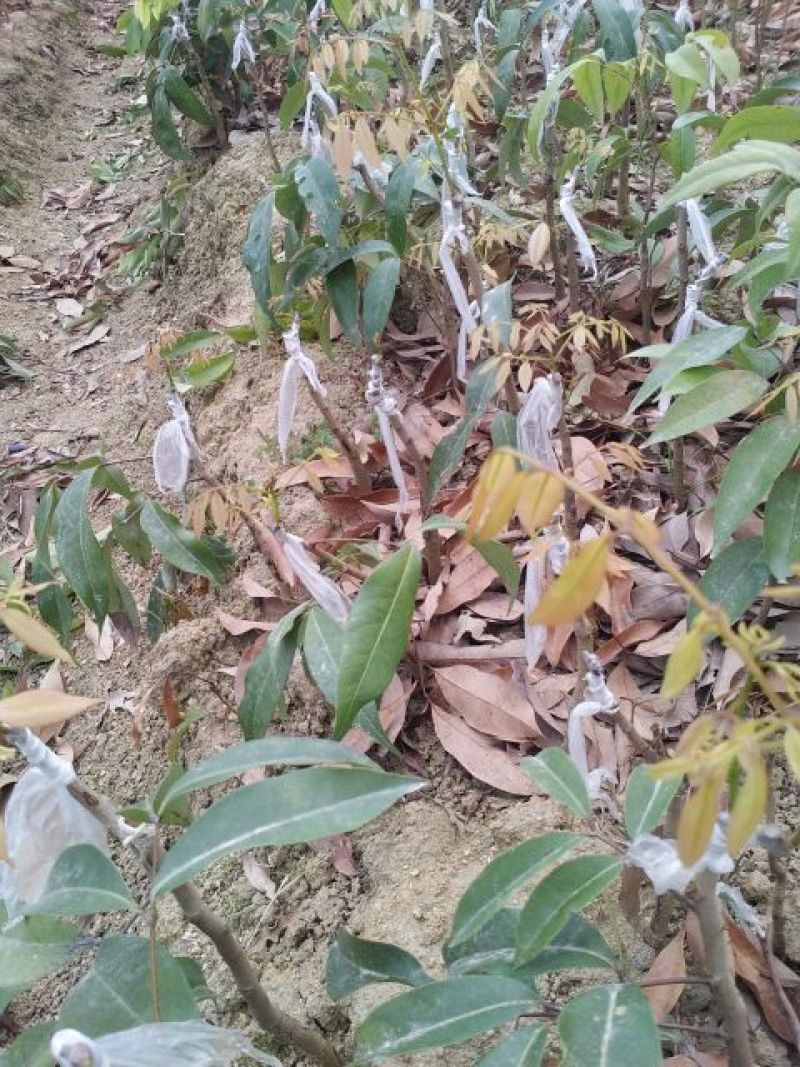荔枝苗50~80cm