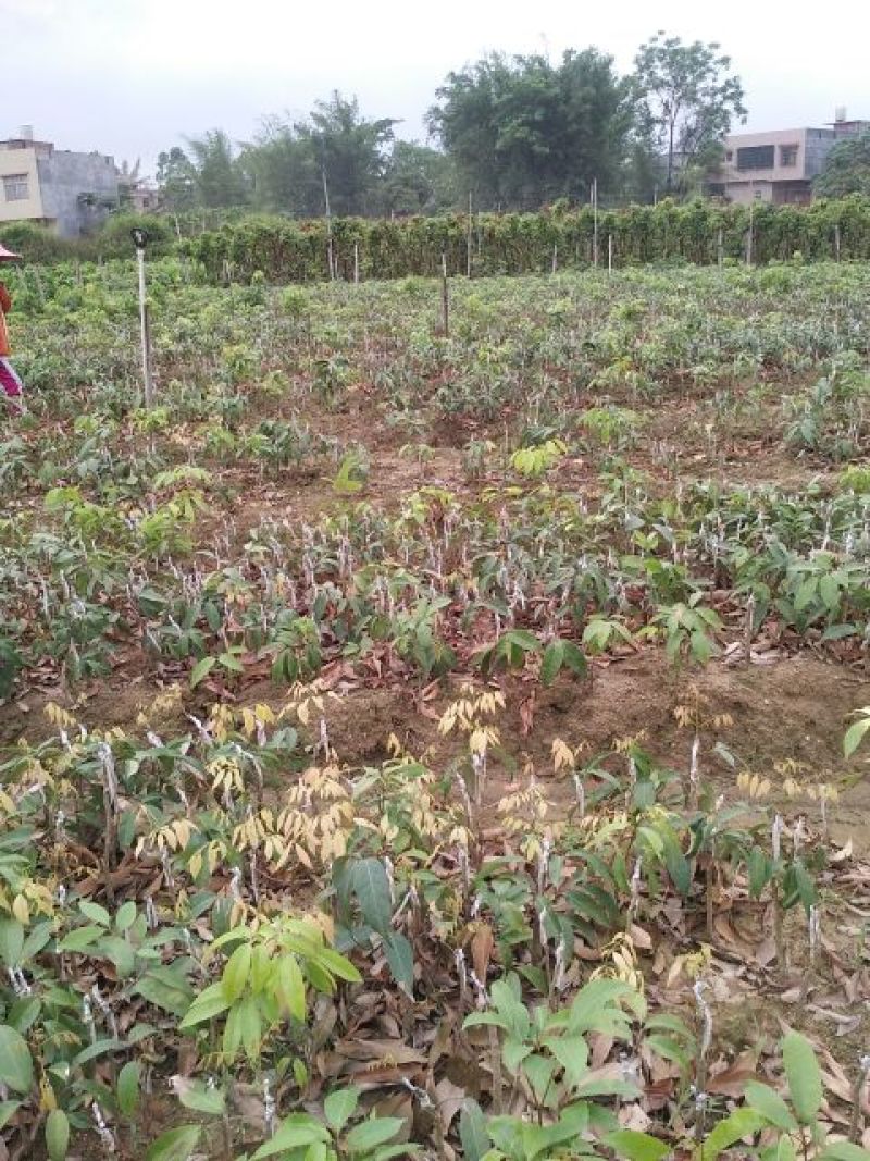 荔枝苗50~80cm