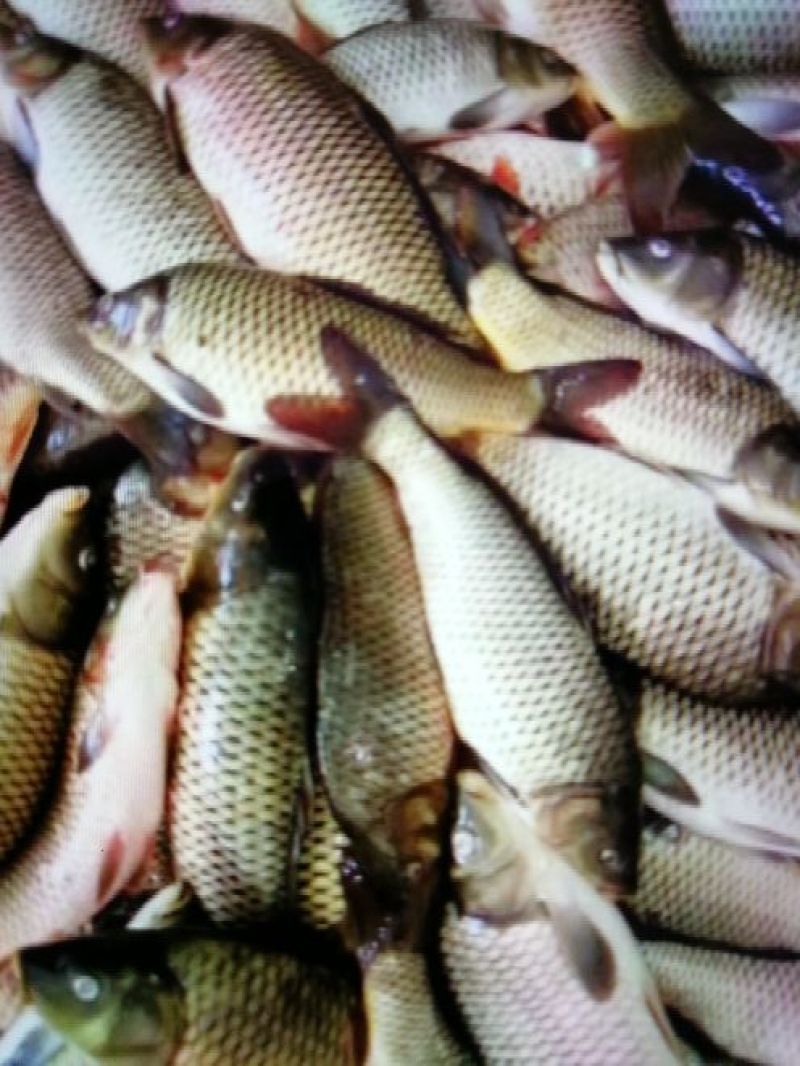 江鲤鱼食用0.5~1公斤
