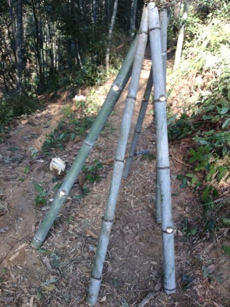 竹竿