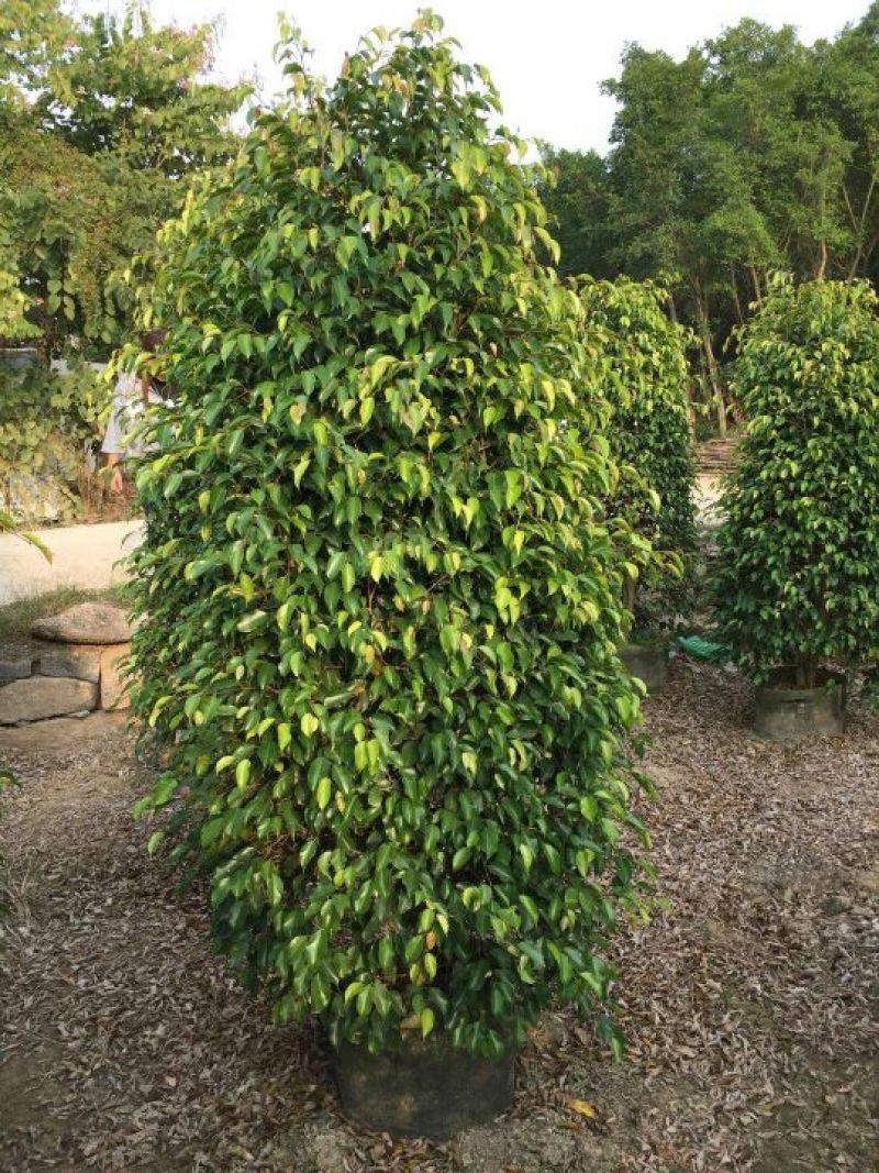 小叶榕1.5~2m