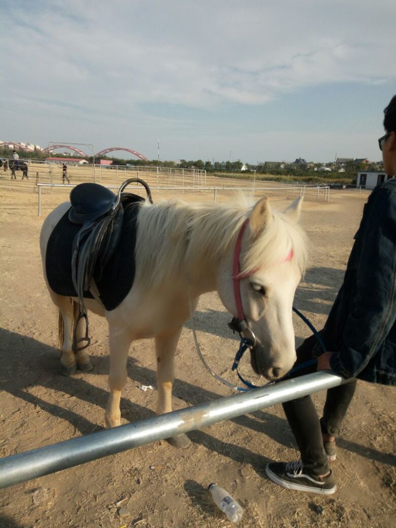 矮马100~200kg