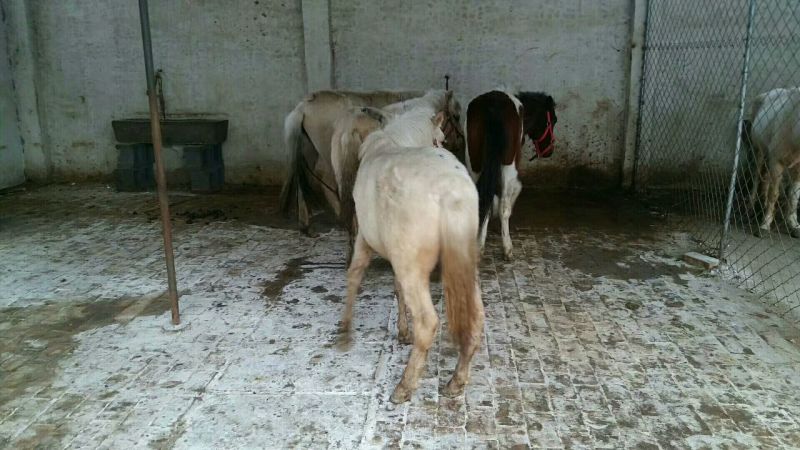 矮马100~200kg