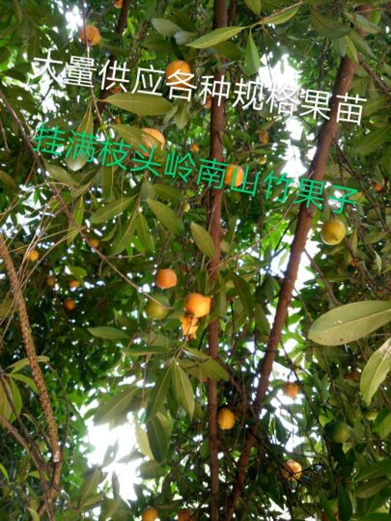 山竹树苗，黄金山竹苗。南北方可种植岭南山竹，营养杯发货