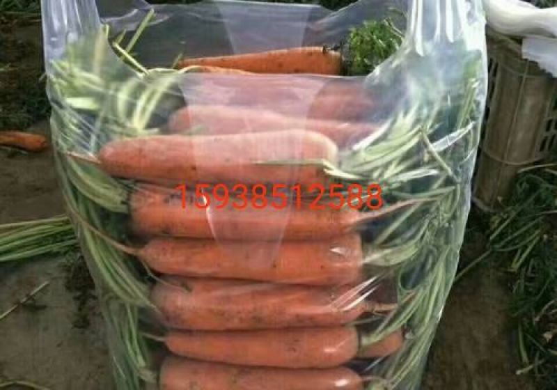 三红胡萝卜2两以上水洗10厘米以上红