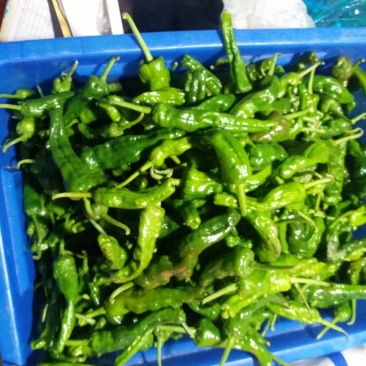 螺丝椒2~5厘米青中辣