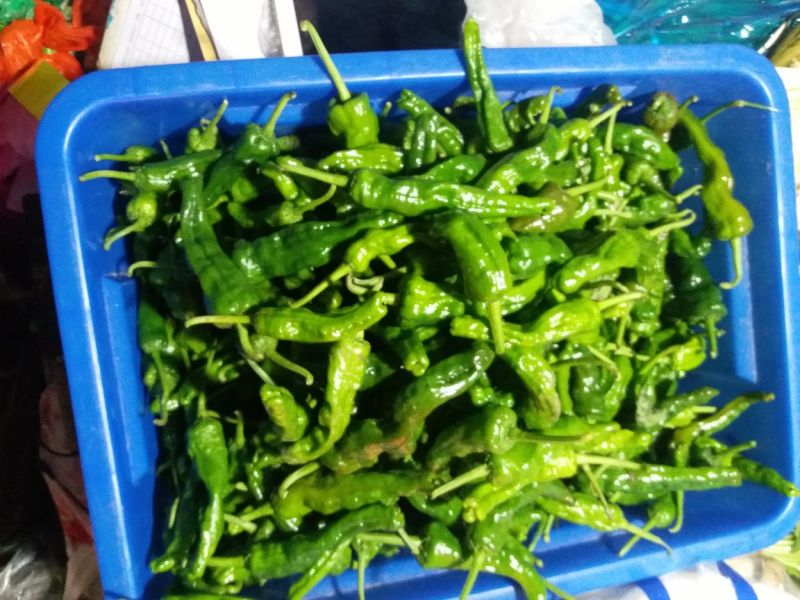 螺丝椒2~5厘米青中辣