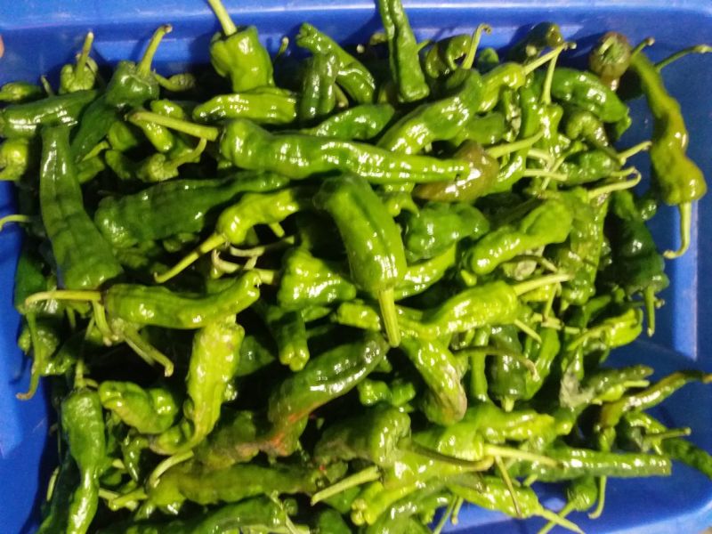 螺丝椒2~5厘米青中辣