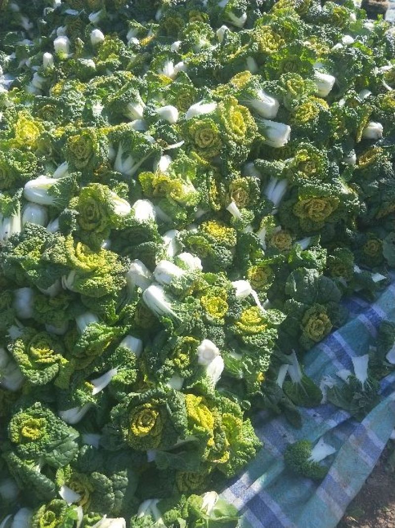 黄心乌黄心菜供应各种包装