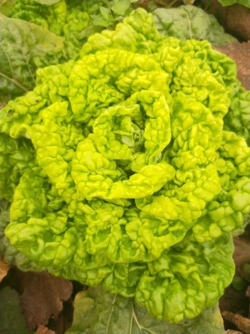 优质黄心菜