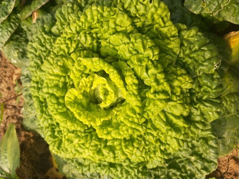 优质黄心菜