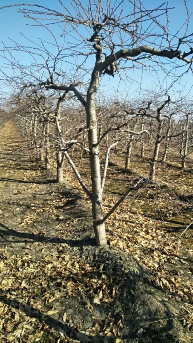 占地桃树《6一12》