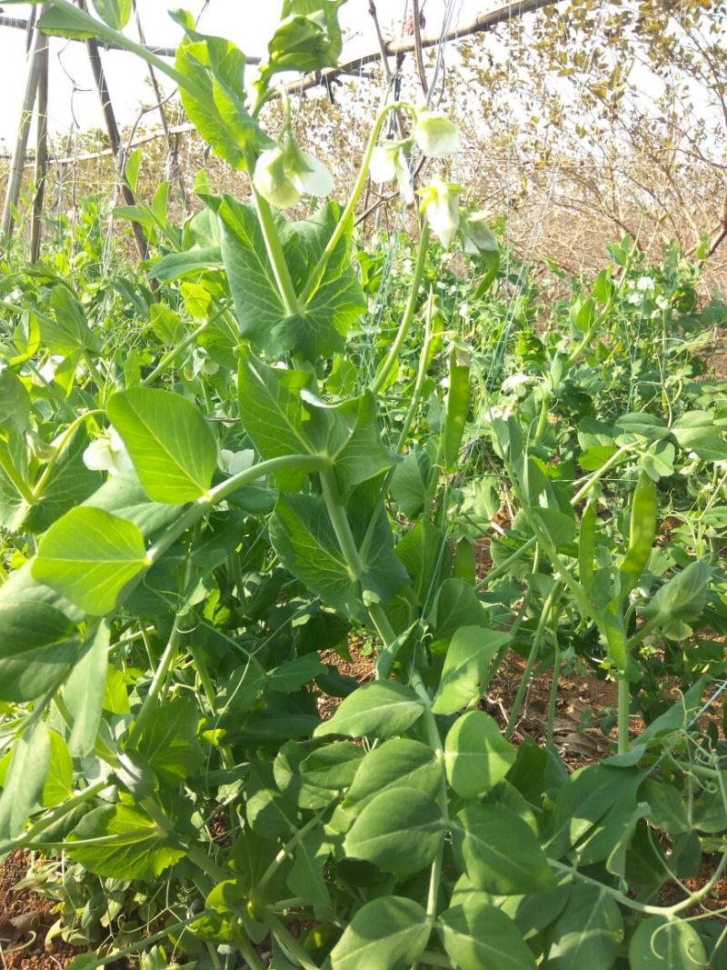 荷兰豆饱满11月大量上市