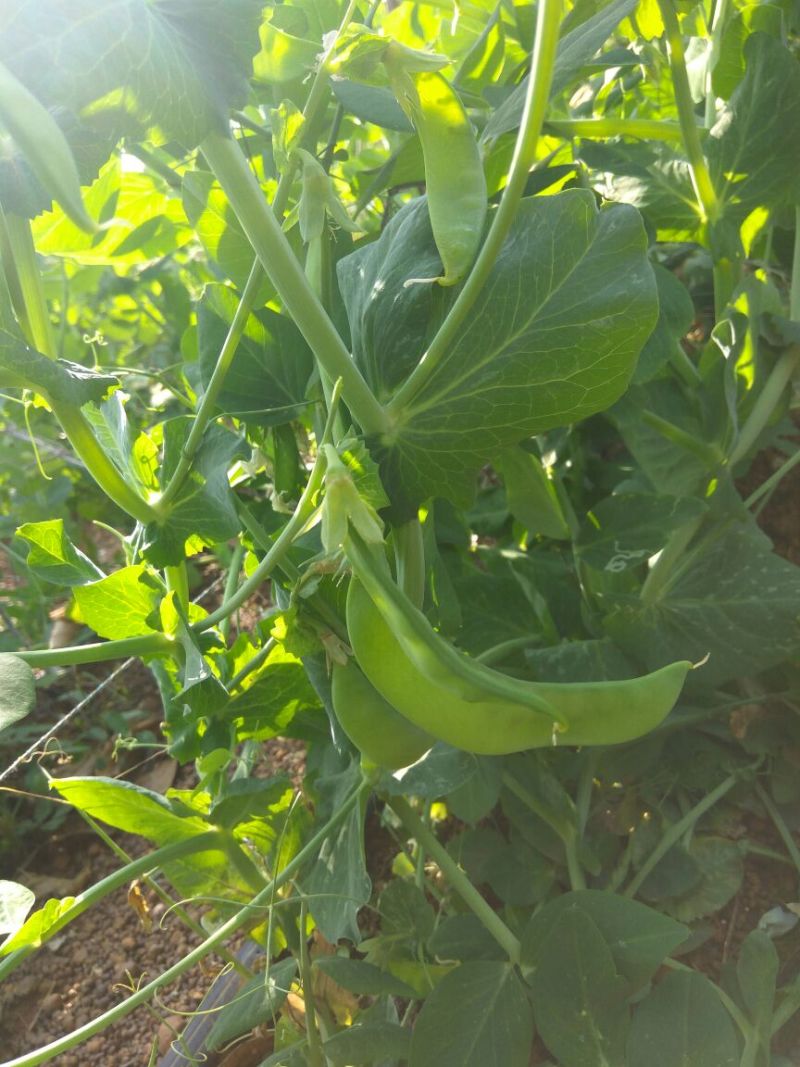 荷兰豆饱满11月大量上市