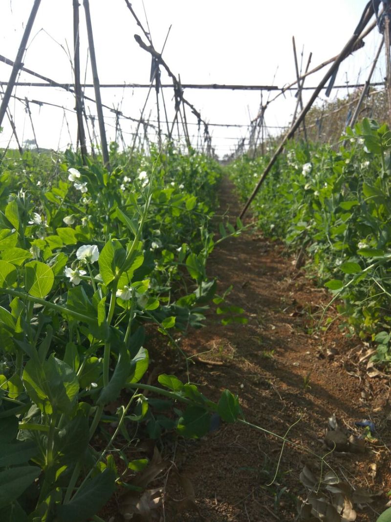 荷兰豆饱满11月大量上市