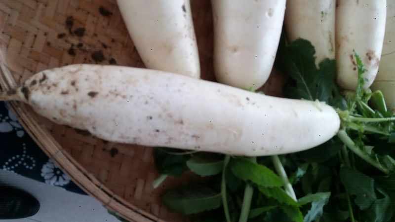 白萝卜2.5~3斤起