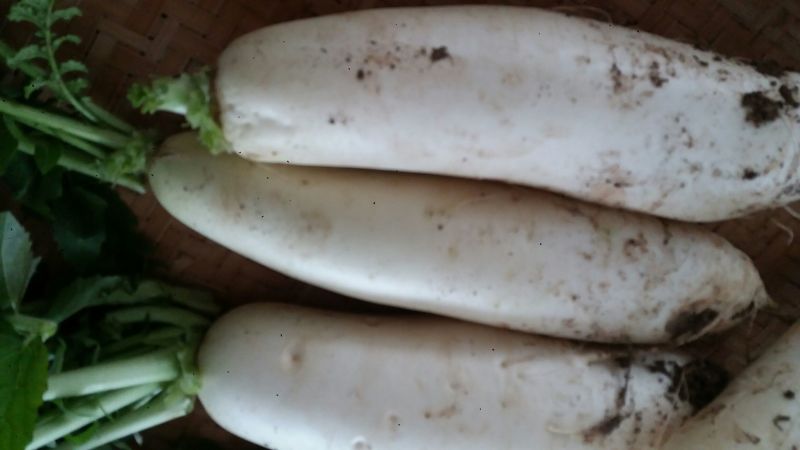 白萝卜2.5~3斤起