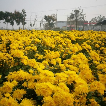 菊花种苗