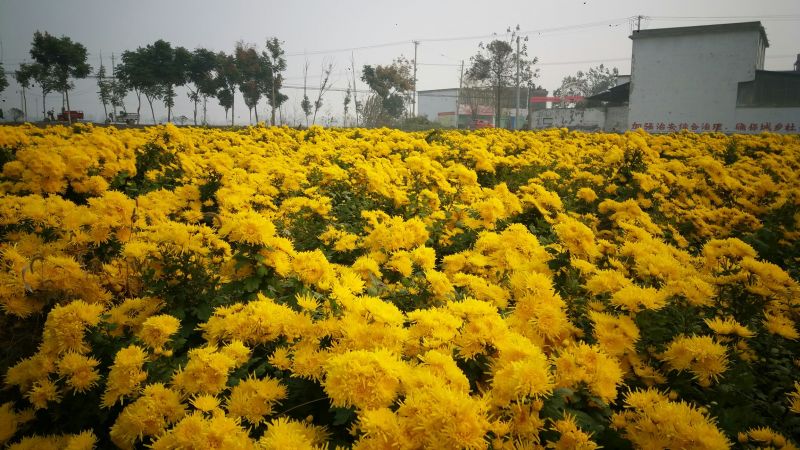 菊花种苗