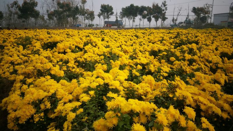菊花种苗