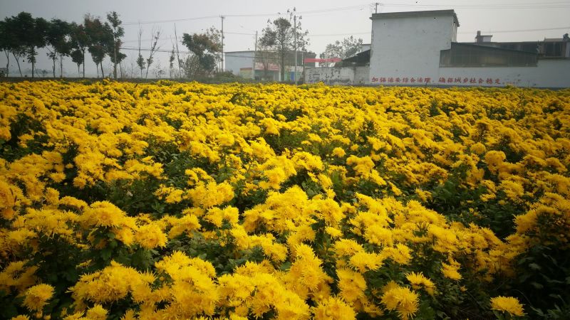 菊花种苗