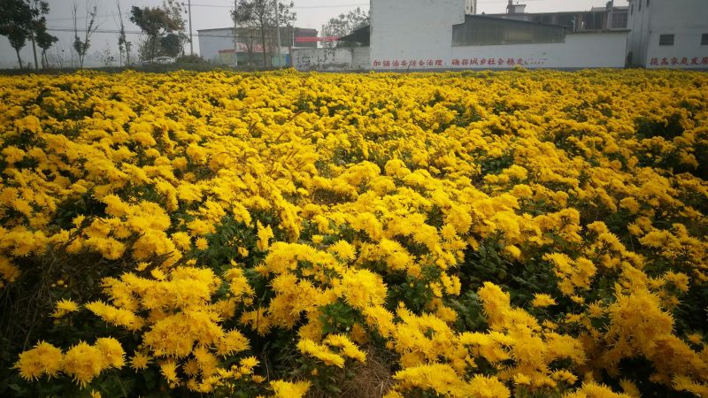 菊花种苗