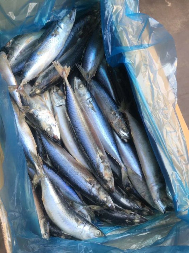 鲅鱼台鲅鱼船冻一吨起批全国各地均可冷链车直达