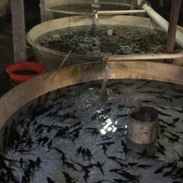西伯利亚杂交鲟鱼苗全程提供技术指导包回收