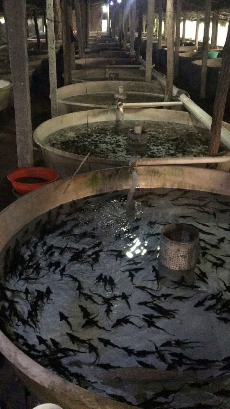 西伯利亚杂交鲟鱼苗全程提供技术指导包回收