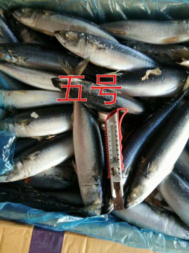 鲅鱼台鲅鱼船冻一吨起批全国各地均可冷链车直达