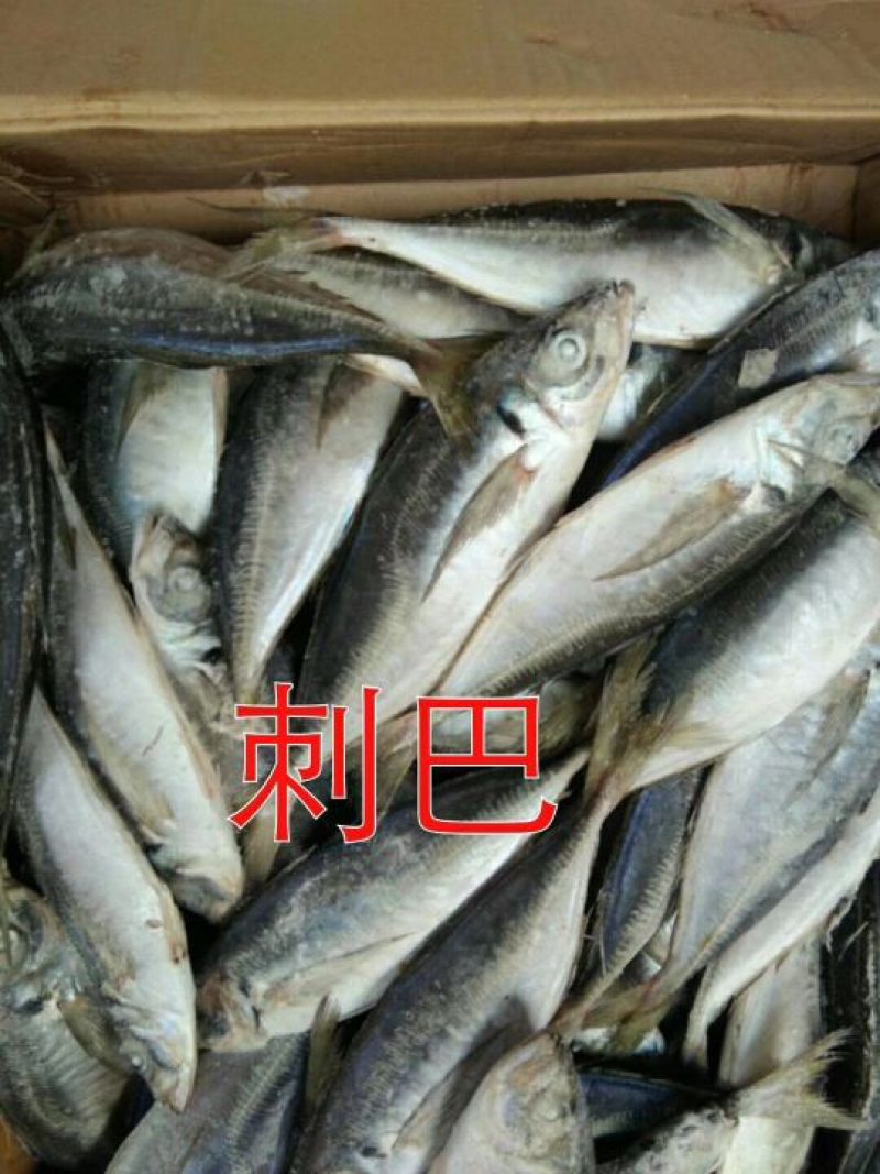 鲅鱼台鲅鱼船冻一吨起批全国各地均可冷链车直达