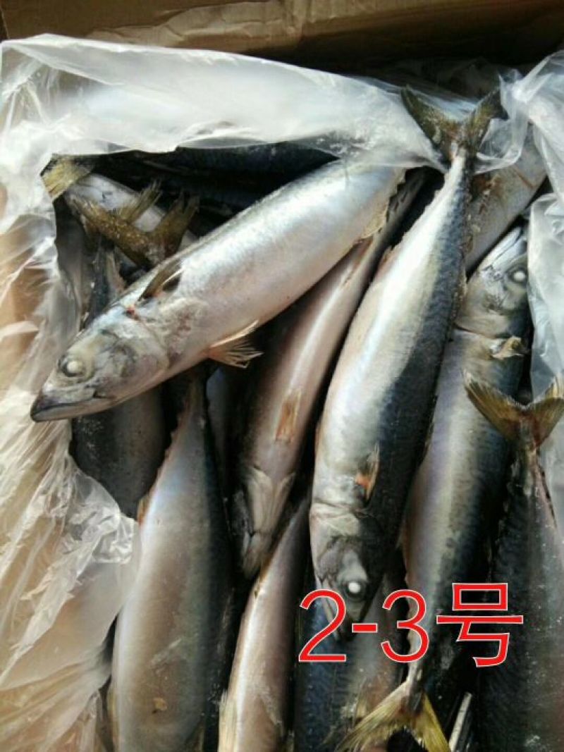 鲅鱼台鲅鱼船冻一吨起批全国各地均可冷链车直达